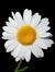 Merossy