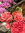 Seema