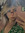 C'att Alisson | 1 comments