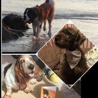 Yogi Snoops