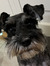 Charlie
