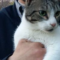 Θωμας μογλης