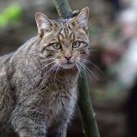 Юггер Бальтурштрассе