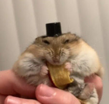 Gib