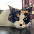 abbie