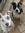 Reading To My Dogs