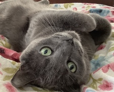 Miss✧Pickypants  ᓚᘏᗢ