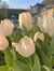 -tulip-