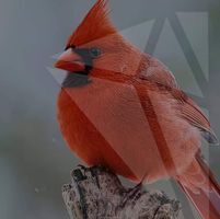 Thomasina Kwiatkowski