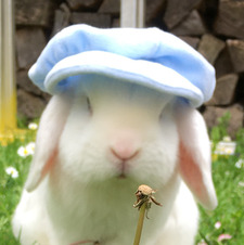Bogi