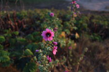 enysies