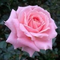 محب اللغة العربية