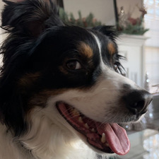 Melody Allison- Shilot