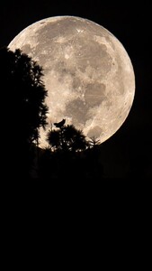 Poli Георгиева