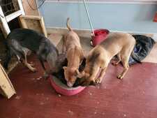 Subathira Balasingam