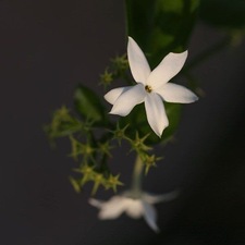 يا سم ين المنجلاتي