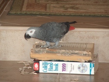 LittleGreyParrot