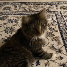 leila
