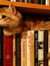ghina4cats