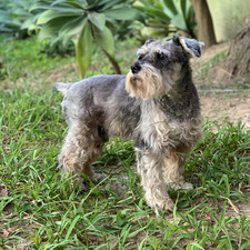 Sofia Rivero Pereira