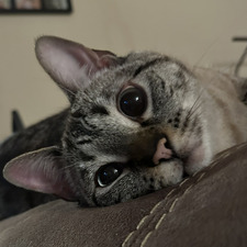 Leilah
