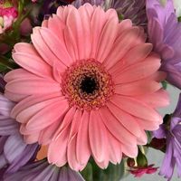 Deb Talcott