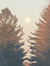 Savanna