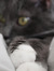 Shoshana