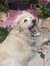 Andie