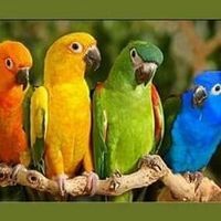 جمال زين الدين