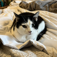 Elizabeth Fitzpatrick