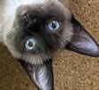 Zanya
