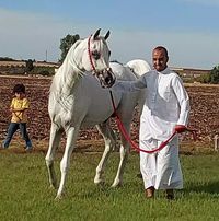 يوسف الجراري