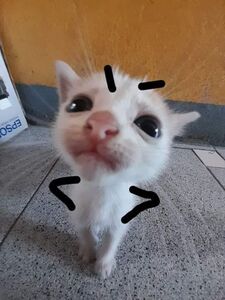 cantspelluranuswithoutanus