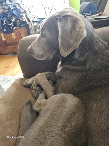 Tami