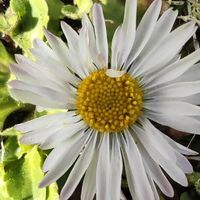 Божидар Симов