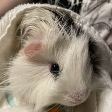 alexina euno whatever