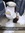 Jade Th...