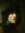 Jacques