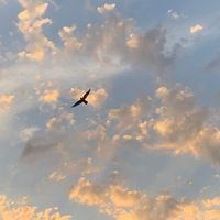 فآطمہ الحصے