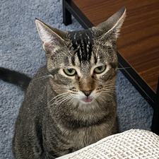 Constance Geise-Woolbright