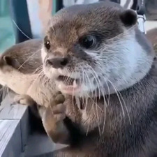 Otterly Awe