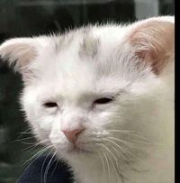 Номин Пүрэв