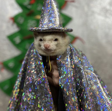 el ⋆⁺₊⋆ ☾ !