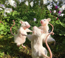 『L』『a』『u』『r』『e』『n』