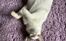 Lorelai Teal (I’M BACK)