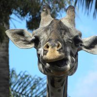 Lashanda McDittleberry