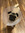 Shelby | 1 comments