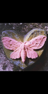 Cassia Marie Salvatore 