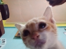 niki